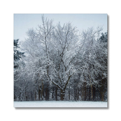 Winter Tree - Canvas