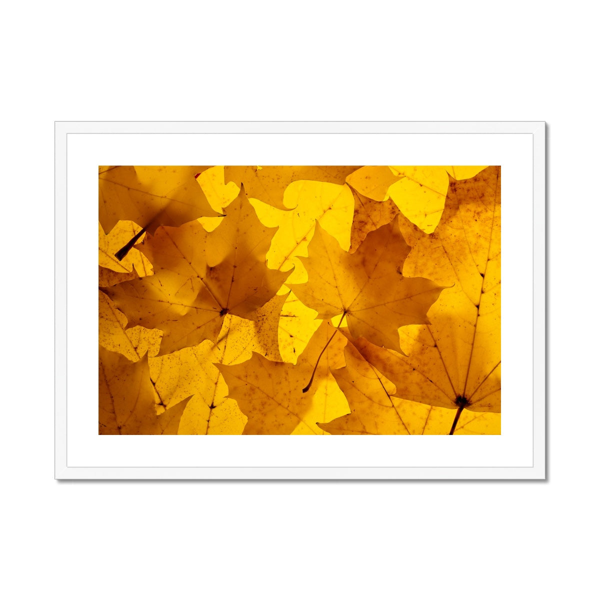 Golden Glow - Framed & Mounted Print