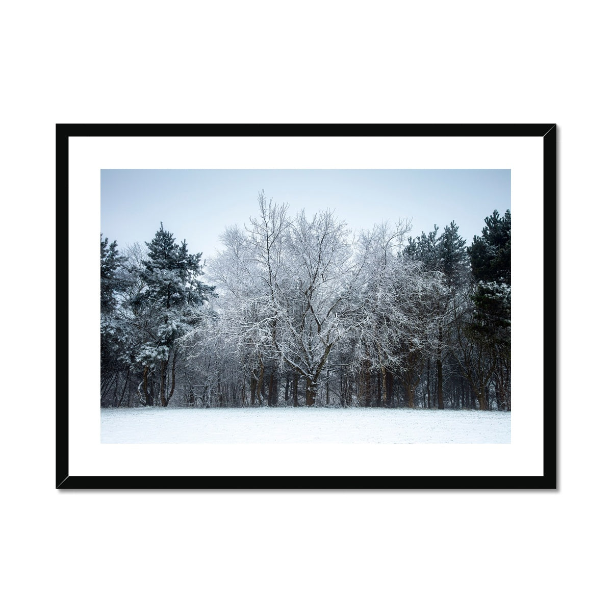 Winter Tree - Framed & Mounted Print