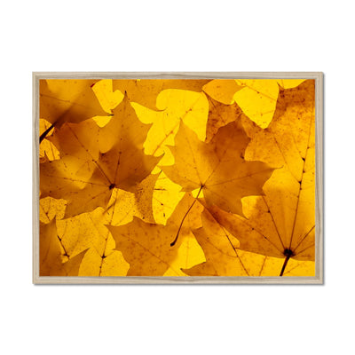 Golden Glow - Framed Print