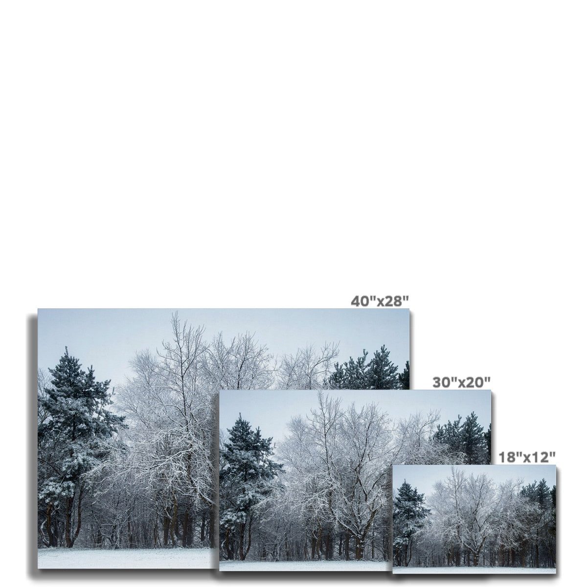 Winter Tree - Canvas