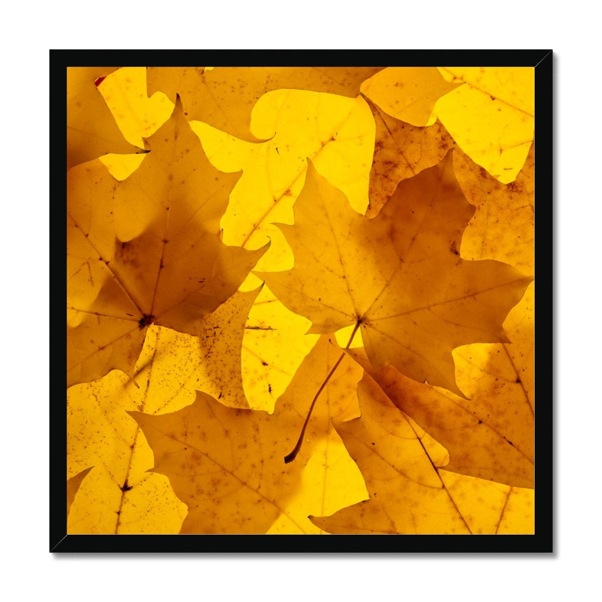 Golden Glow - Framed Print