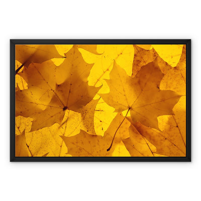 Golden Glow - Framed Canvas