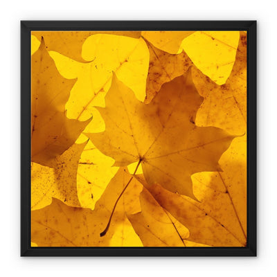 Golden Glow - Framed Canvas