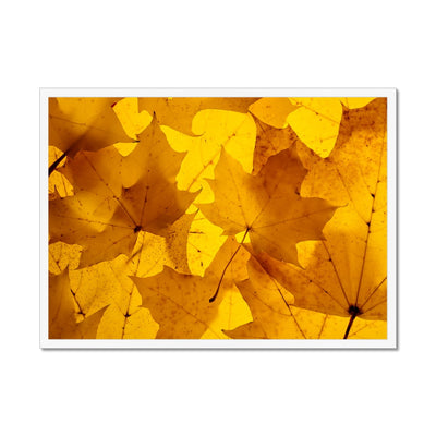 Golden Glow - Framed Print