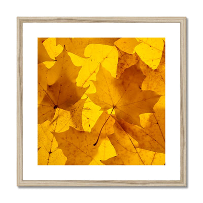 Golden Glow - Framed & Mounted Print