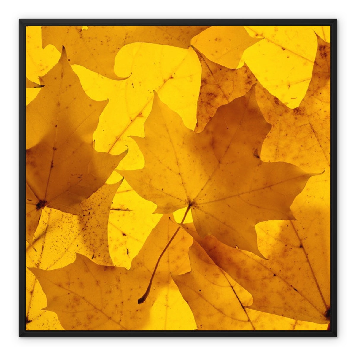 Golden Glow - Framed Canvas