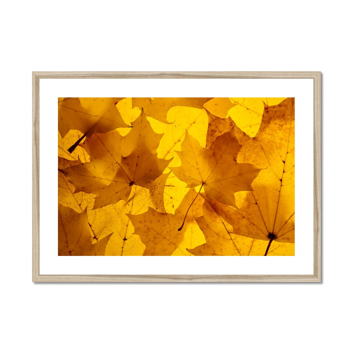 Golden Glow - Framed & Mounted Print