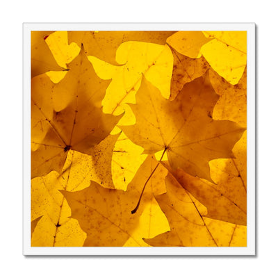 Golden Glow - Framed Print