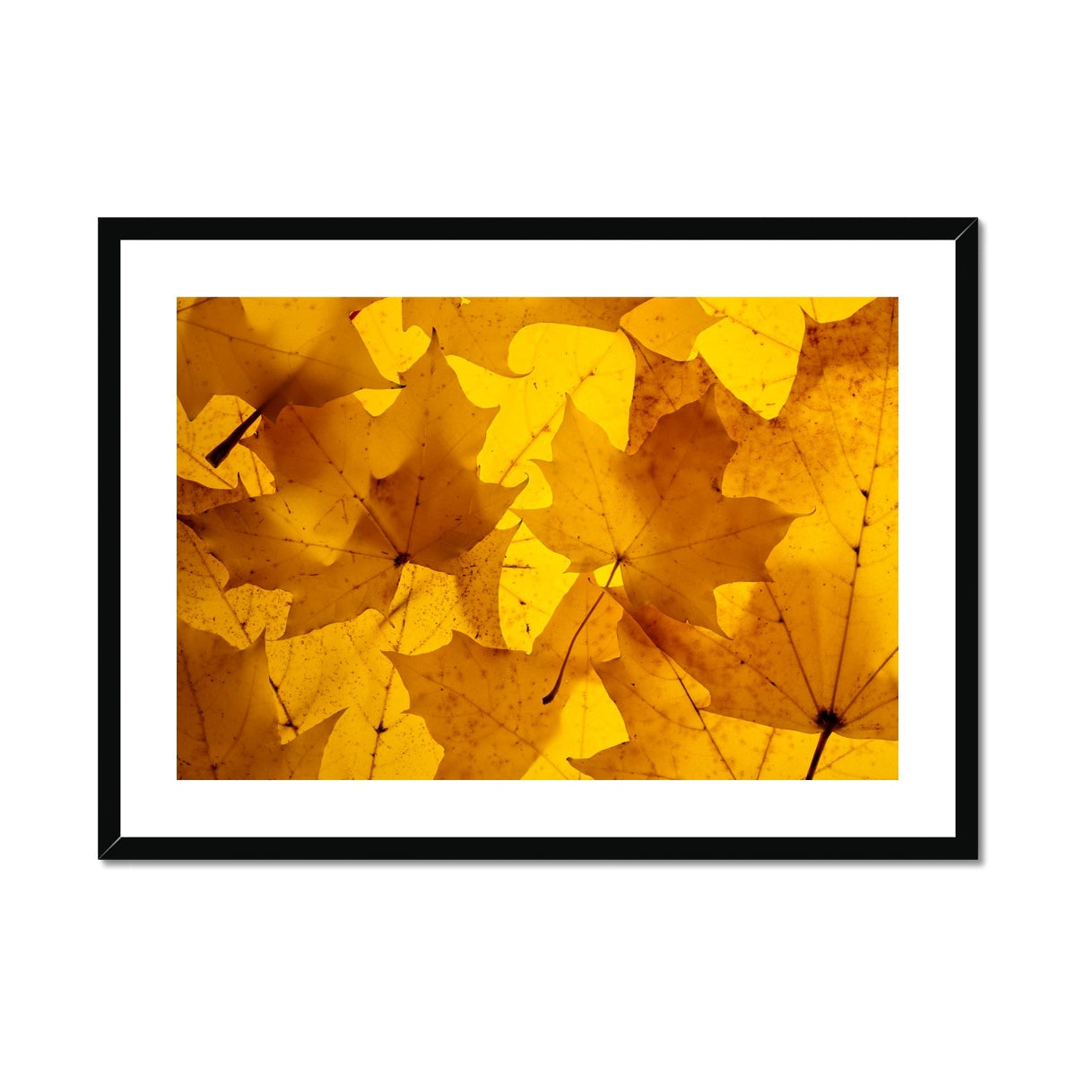 Golden Glow - Framed & Mounted Print