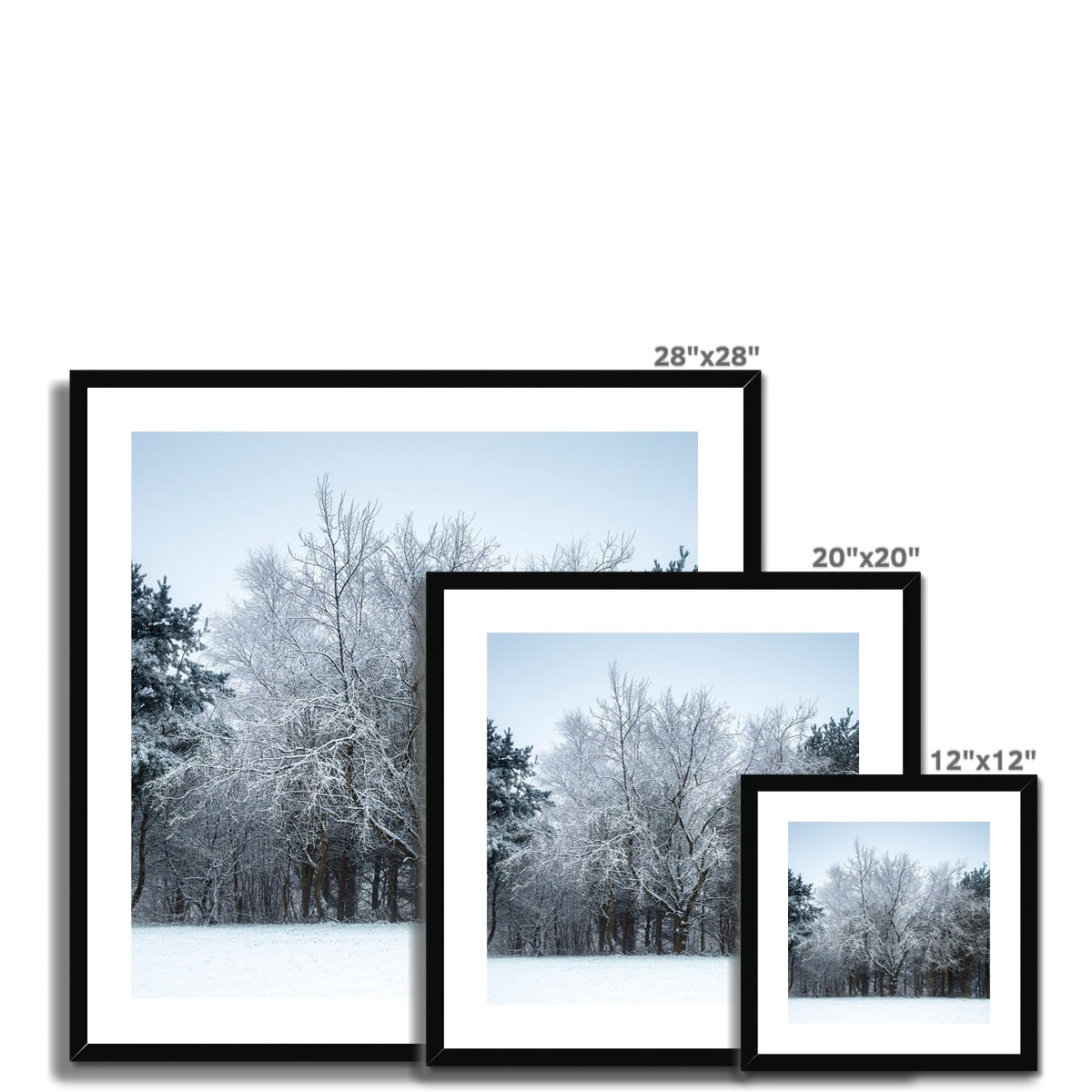 Winter Tree - Framed & Mounted Print