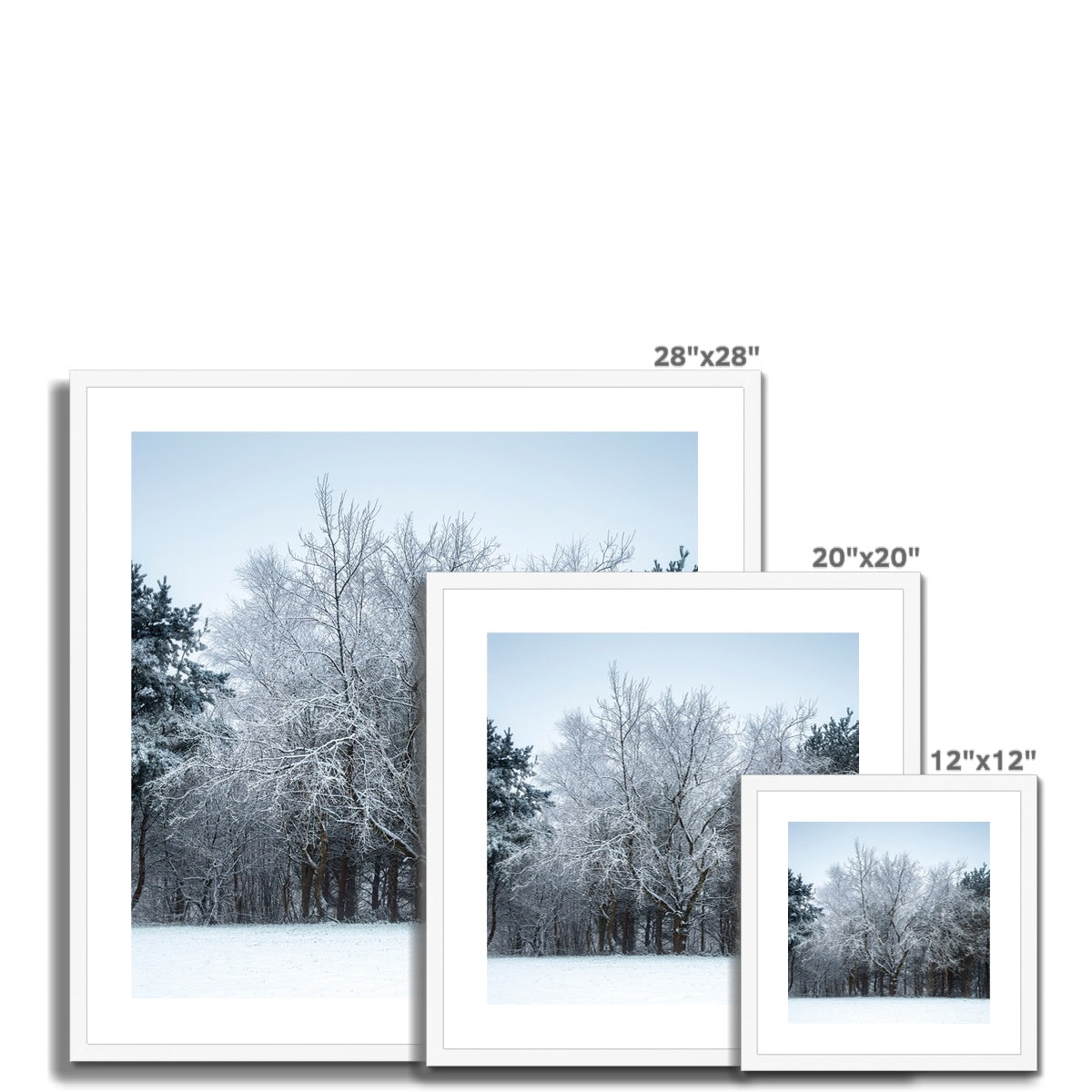 Winter Tree - Framed & Mounted Print