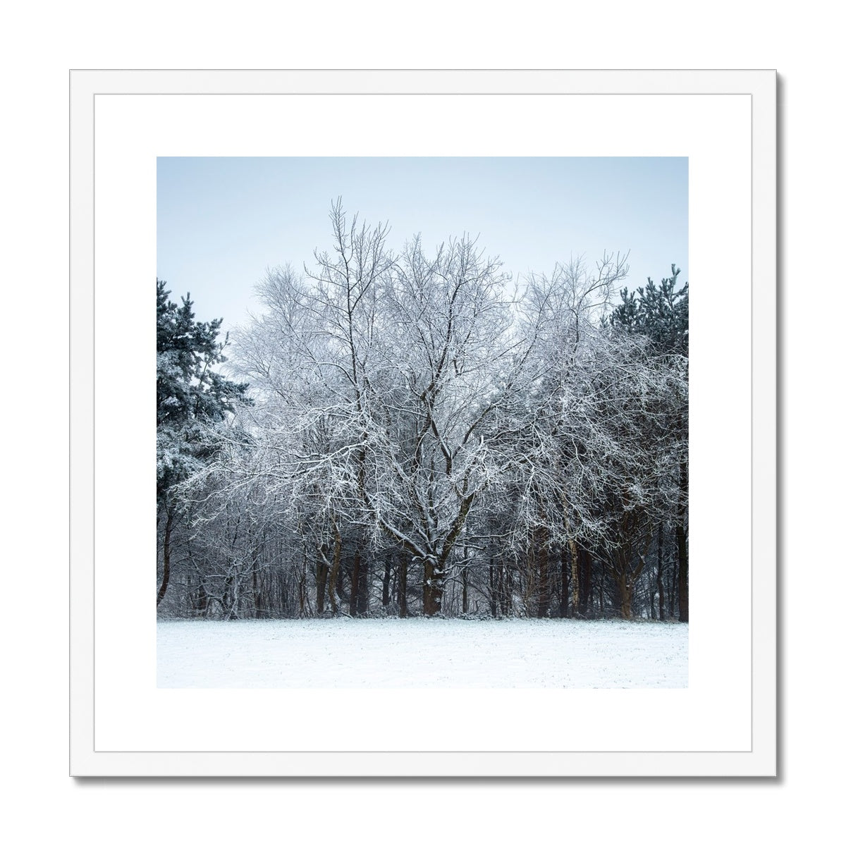 Winter Tree - Framed & Mounted Print