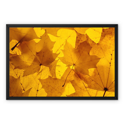 Golden Glow - Framed Canvas