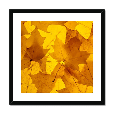 Golden Glow - Framed & Mounted Print