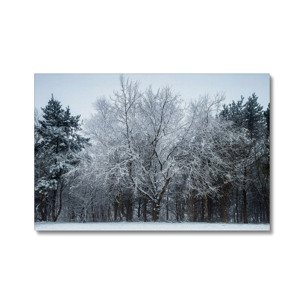 Winter Tree - Canvas