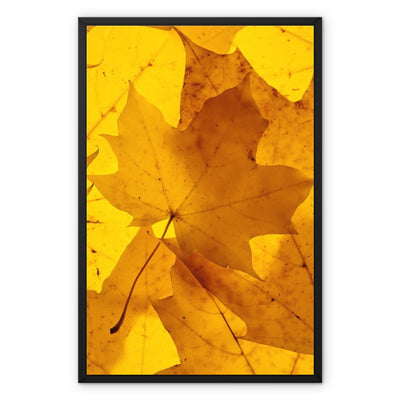 Golden Glow - Framed Canvas