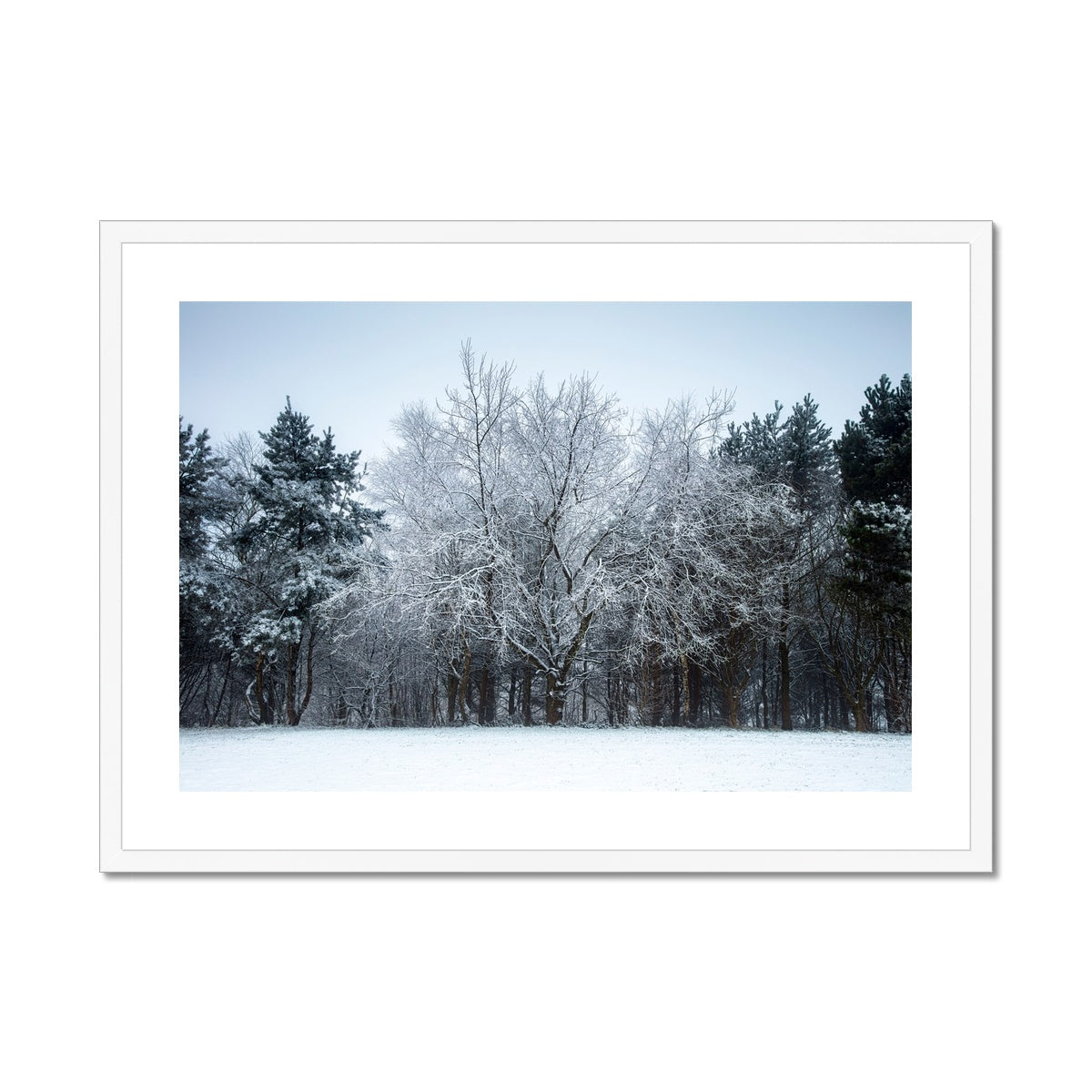 Winter Tree - Framed & Mounted Print