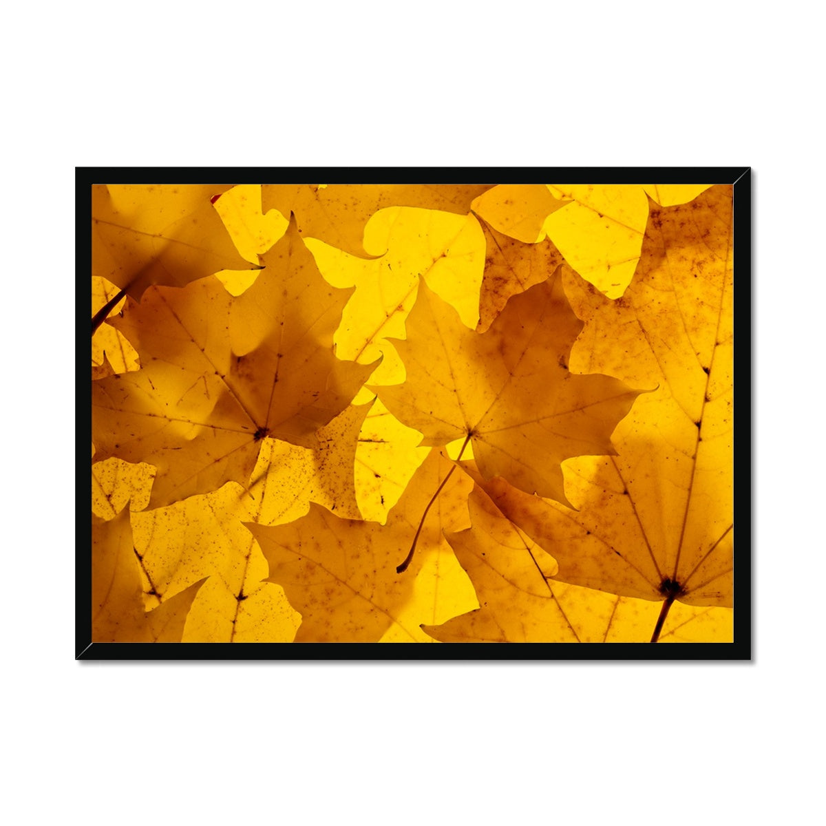 Golden Glow - Framed Print