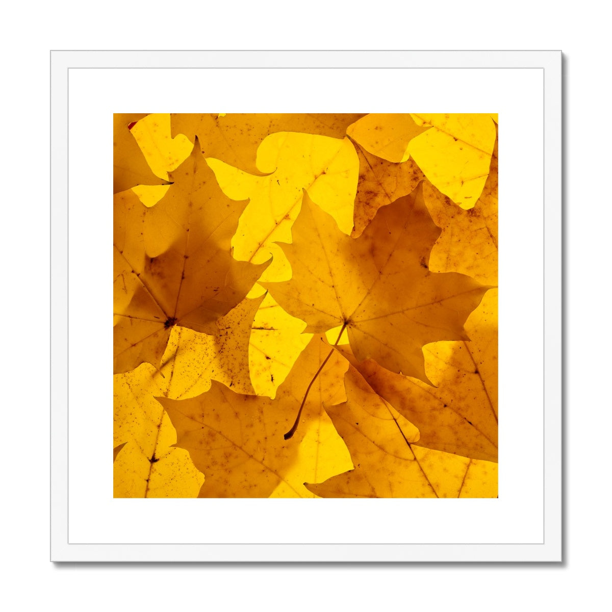 Golden Glow - Framed & Mounted Print