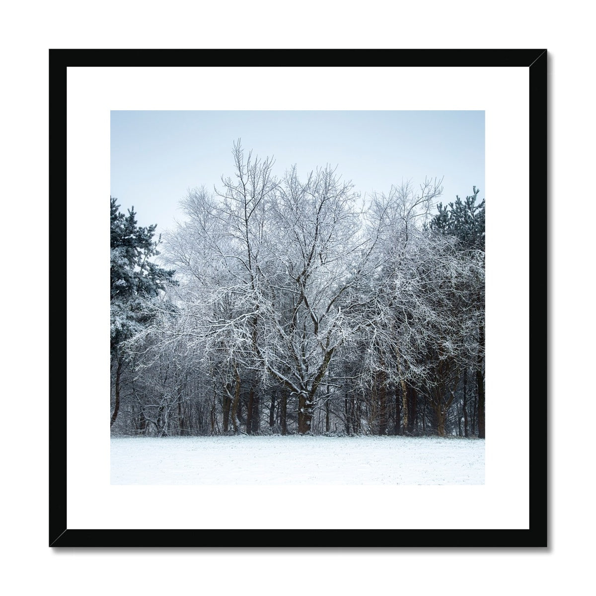 Winter Tree - Framed & Mounted Print